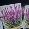 Salvia mix