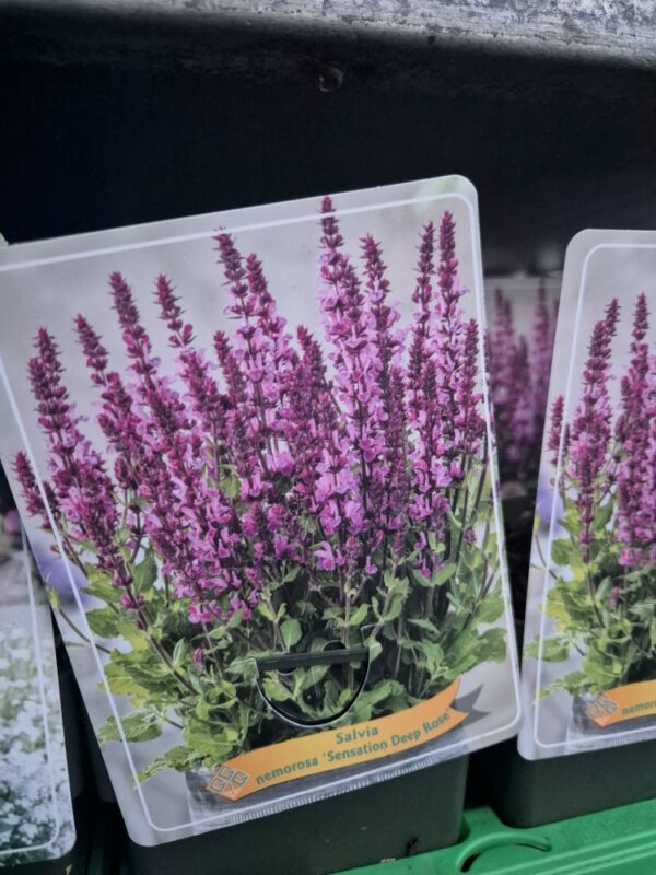 Salvia mix