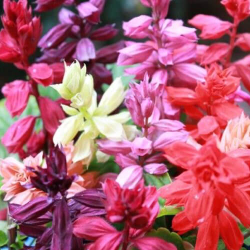 Salvia mix