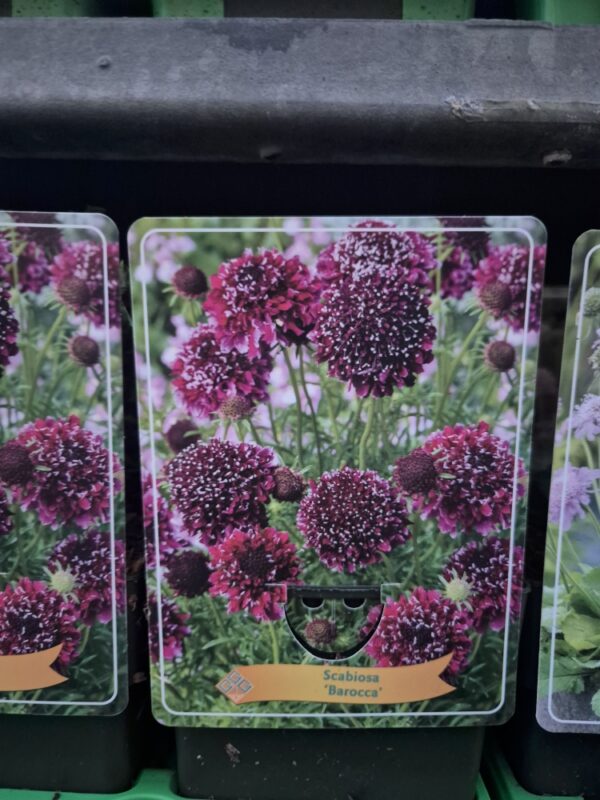 Scabiosa mix