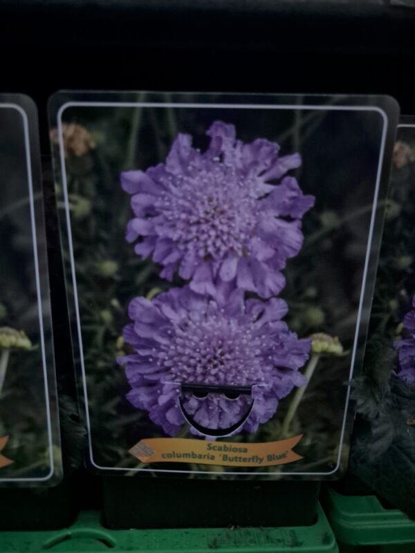 Scabiosa mix