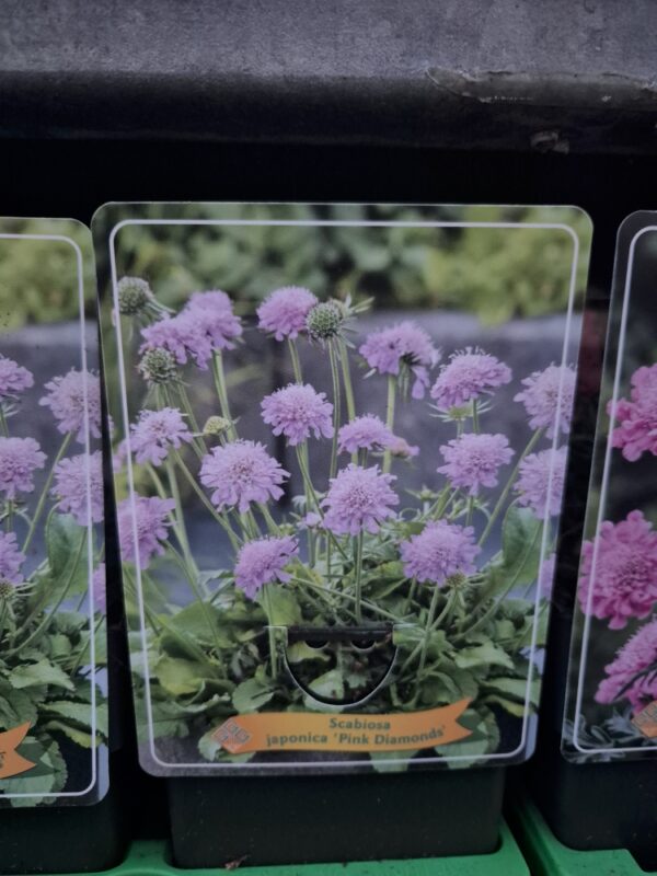 Scabiosa mix