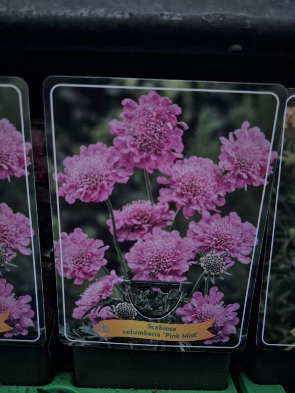 Scabiosa mix