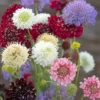 Scabiosa mix