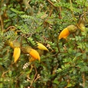 Sophora prostrata 'Little Baby' Sophora prostrata 'Little Baby'