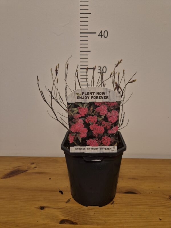 Spiraea-AnthonyWaterer Spiraea mix