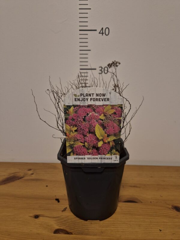 Spiraea-GoldenPrincess Spiraea mix