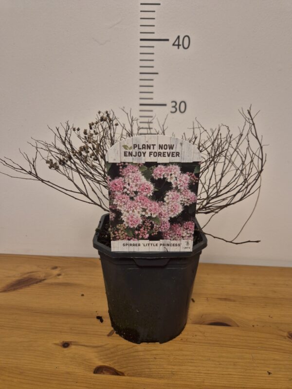 Spiraea-LittlePrincess Spiraea mix