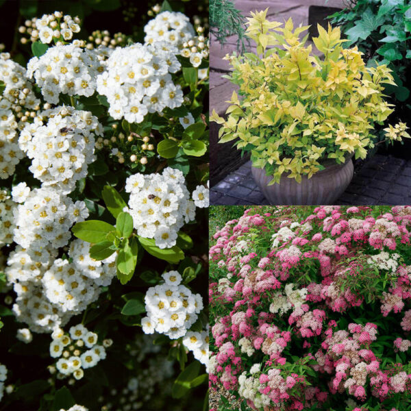 Spiraea mix Spiraea mix