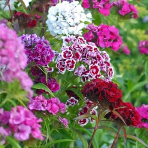 Dianthus barbatus 'Sweet Williams'