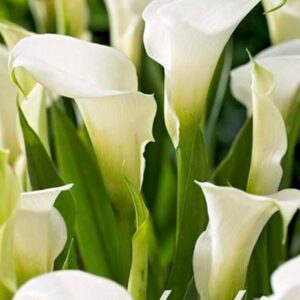 Zantedeschia 'Albomaculata' - kala