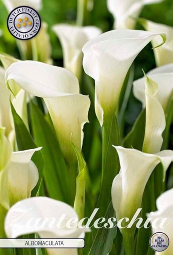 Zantedeschia 'Albomaculata' - kala