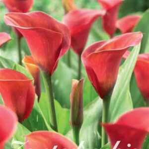 Zantedeschia 'Red Sox' - kala