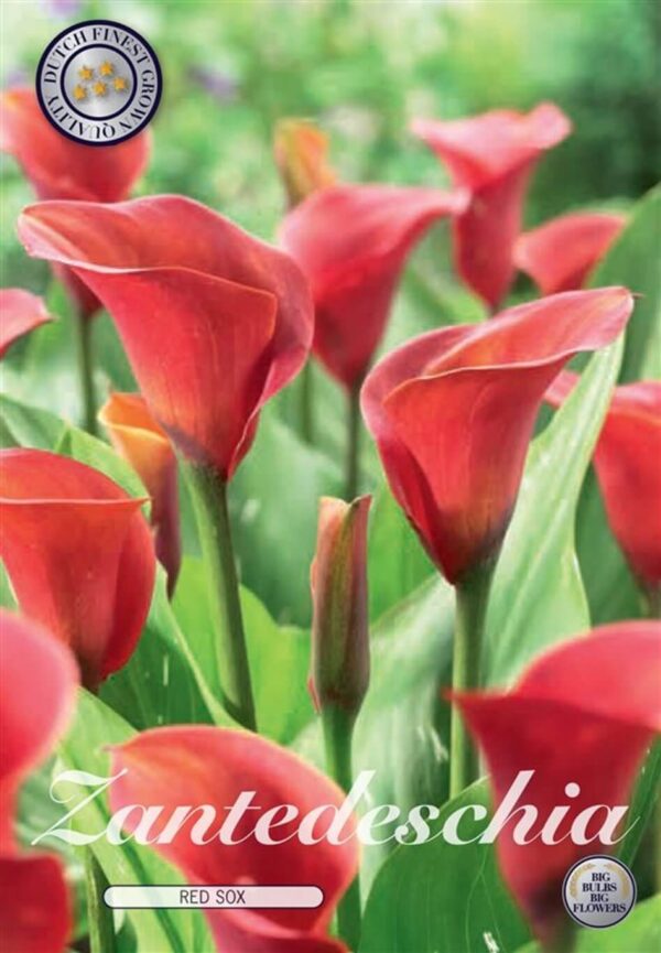Zantedeschia 'Red Sox' - kala