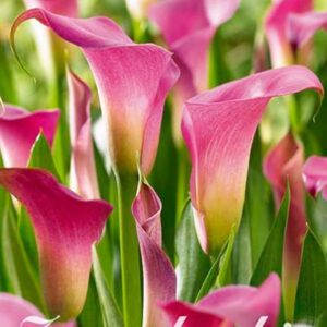 Zantedeschia 'Rehmanii' - kala