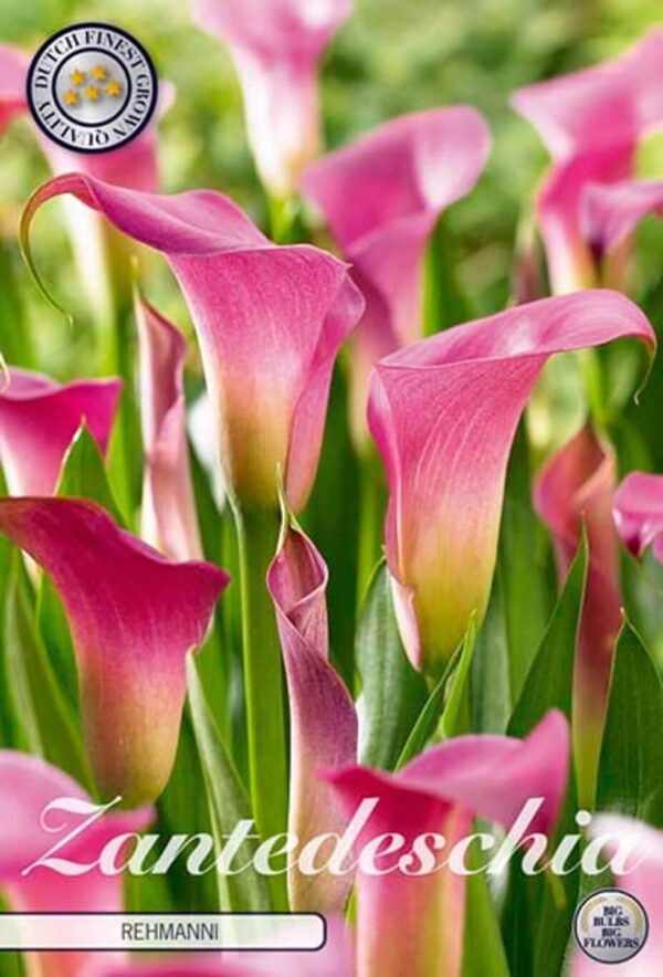Zantedeschia 'Rehmanii' - kala