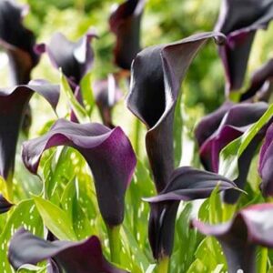 Zantedeschia 'Schwarzwalder' - kala