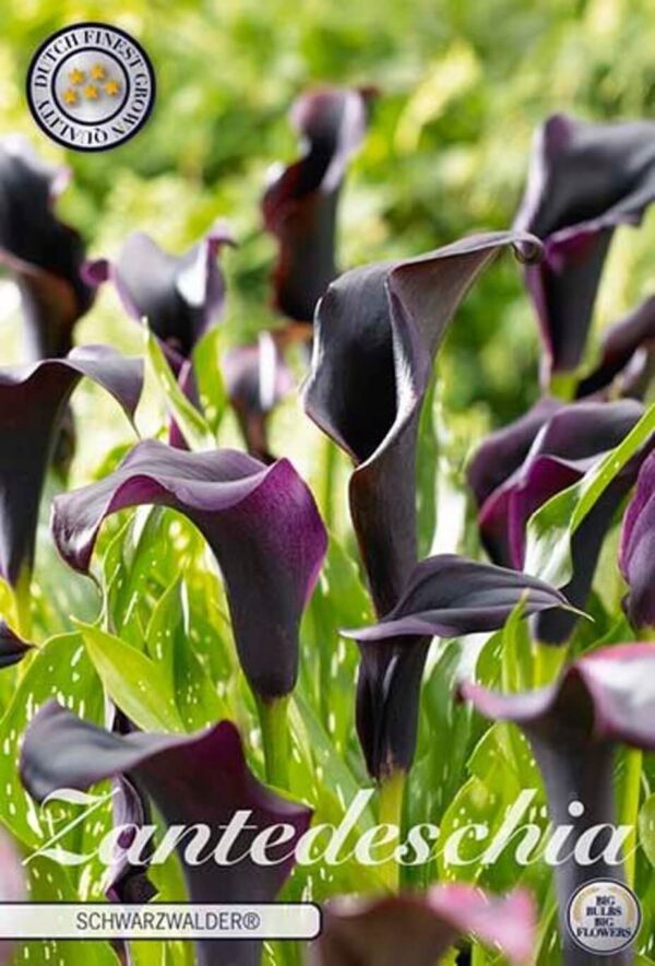 Zantedeschia 'Schwarzwalder' - kala