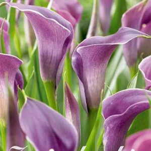 Zantedeschia purple - kala