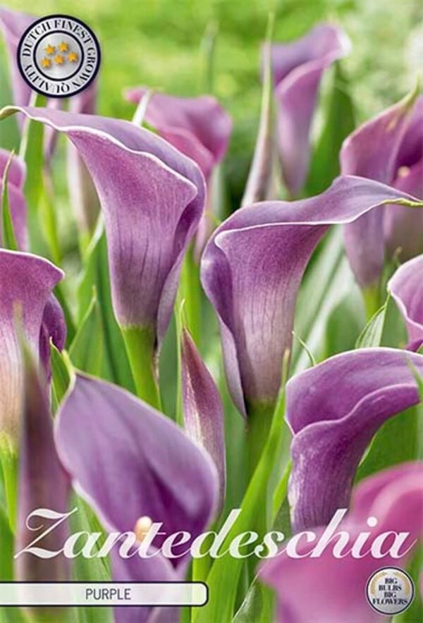 Zantedeschia purple-kala