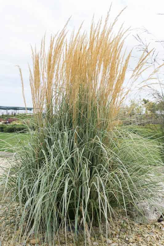 Calamagrostis acutiflora 'Overdam'