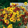 Coreopsis mix