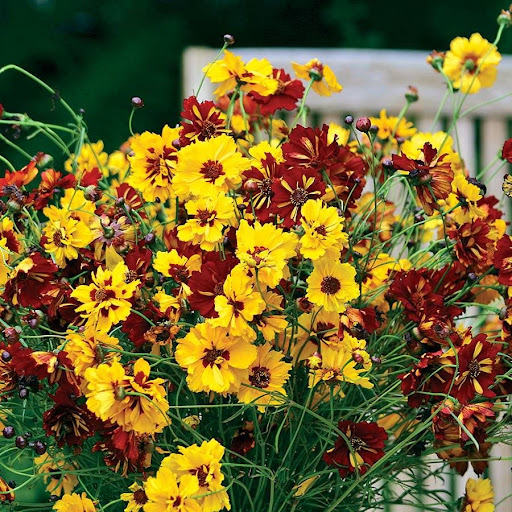Coreopsis mix