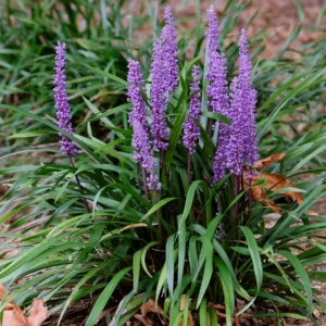 Liriope mix