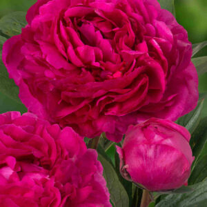 Paeonia lactiflora 'Kansas'