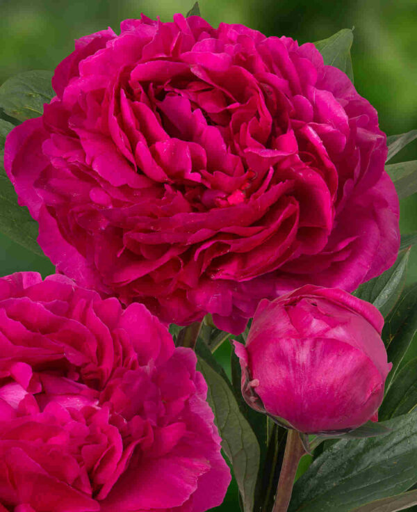 Paeonia lactiflora 'Kansas'
