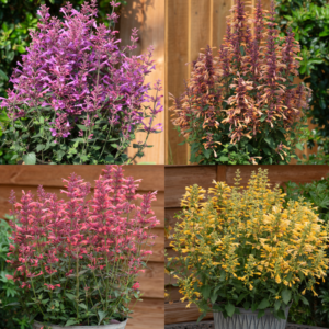 Agastache (mix)