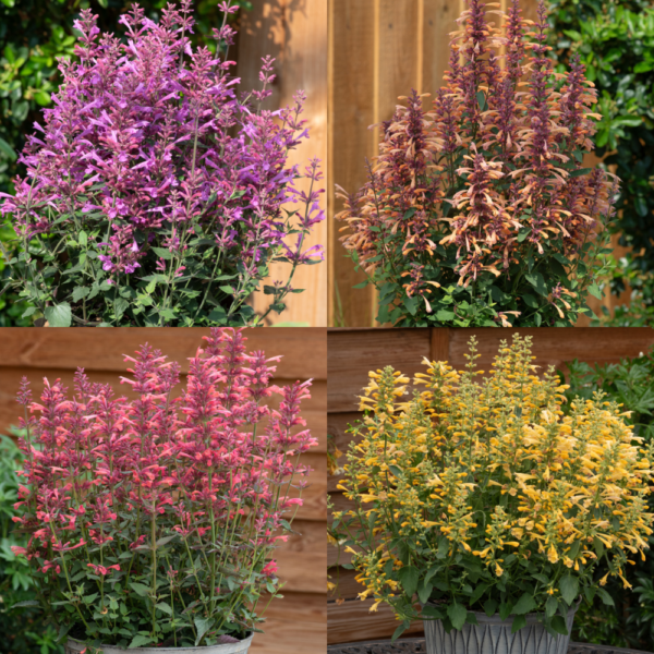 Agastache (mix)