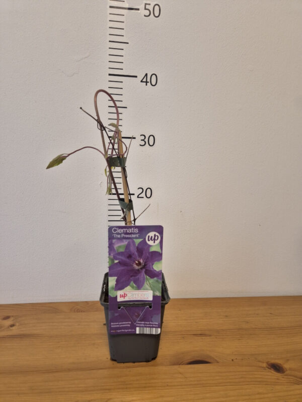 Clematis (mix)