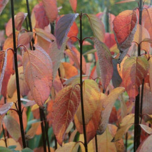 Cornus alba 'Kesselringii'