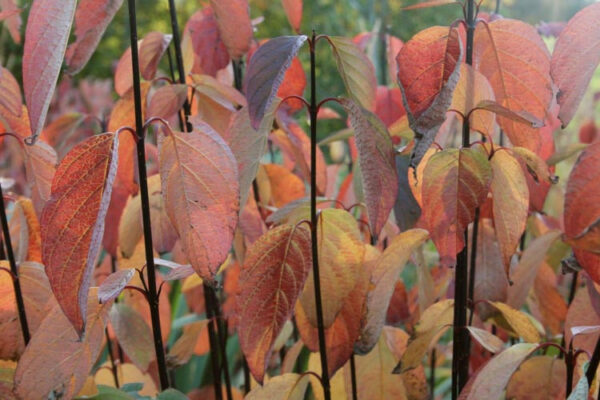Cornus alba 'Kesselringii'