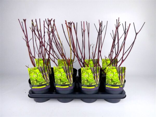 Cornus alba 'Kesselringii'