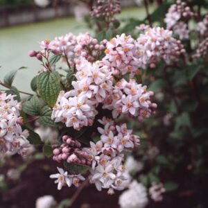 Deutzia hybrida 'Mont Rose'