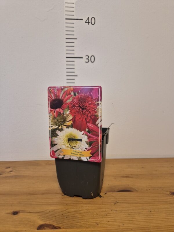Echinacea mix
