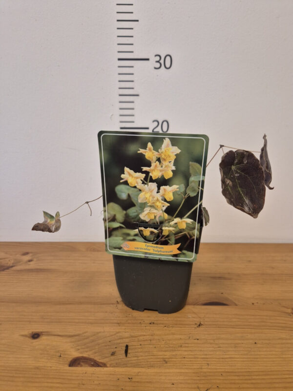 Epimedium (mix)