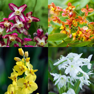Epimedium (mix)