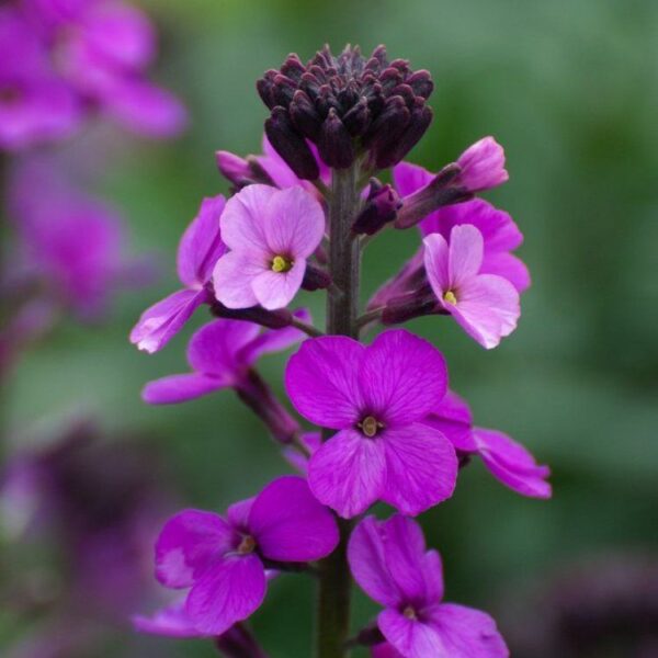Erysimum 'Bowles' Mauve'