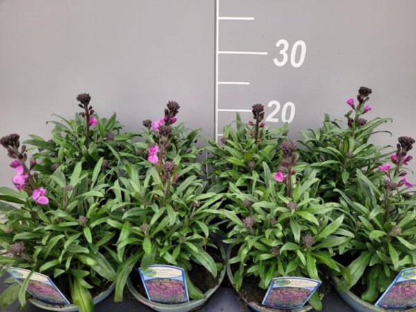 Erysimum 'Bowles' Mauve'