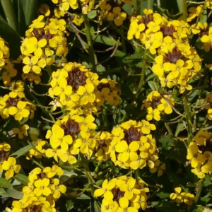 Erysimum 'Canaries Yellow'