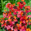 Erysimum 'Constant Cheer'