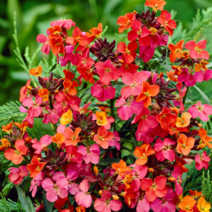 Erysimum 'Constant Cheer'