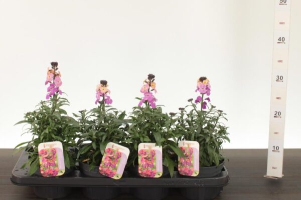 Erysimum 'Constant Cheer'