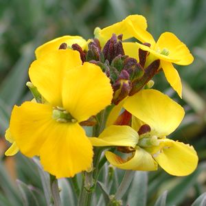 Erysimum 'Fragrant Sunshine'