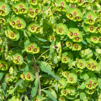 Euphorbia martinii 'Ascot Petite'