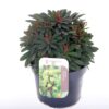 Euphorbia martinii 'Ascot Petite'