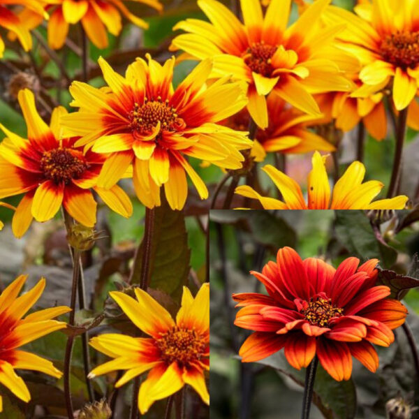 Heliopsis (mix)